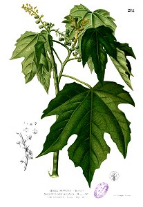 Mallotus moluccanus Blanco1.218