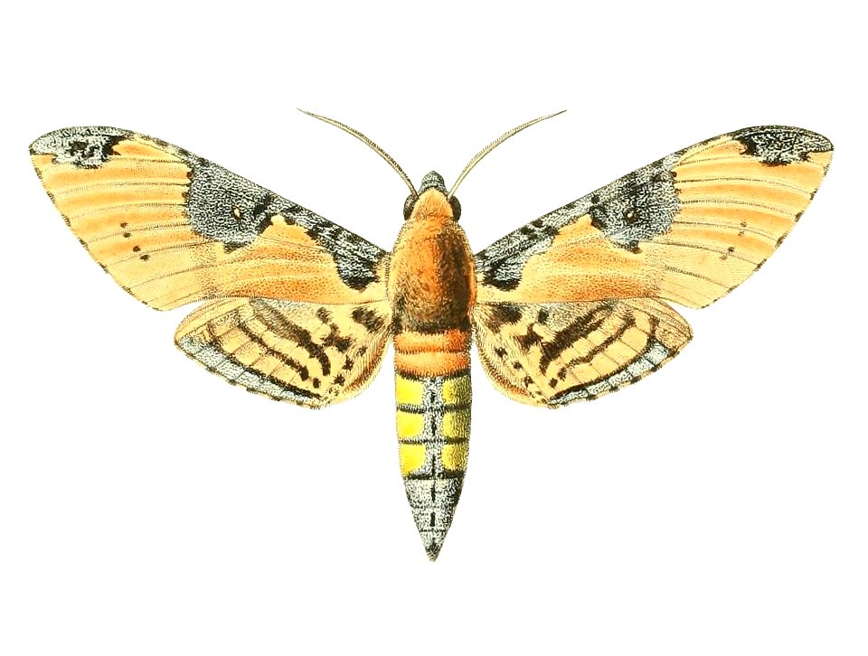 Manduca ochus