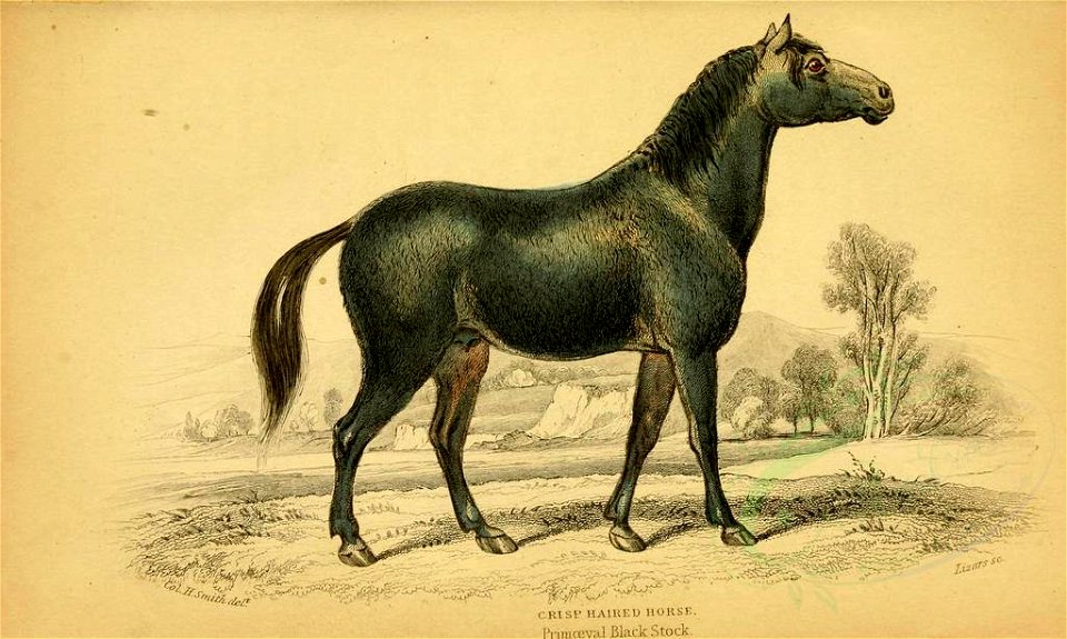 Mammals-00005 CRISP HAIRED HORSE (23160221159)