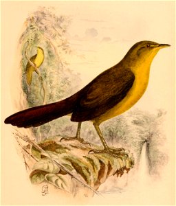 Malia grata recondita 1898