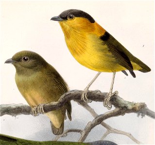 Manacus aurantiacus 1902