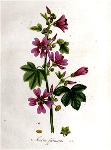 Malva sylvestris — Flora Batava — Volume v1
