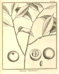 Managa guianensis Aublet 1775 pl 369