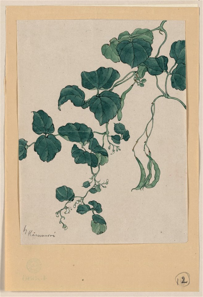 Mame - green bean or pea plant showing vine, leaves, pods, and blossoms) - Kanemori LCCN2009630273
