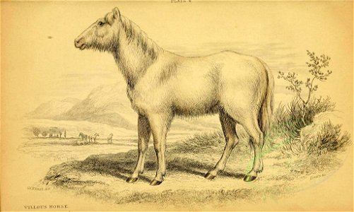 Mammals-00028 VILLOUS HORSE (23528191265)