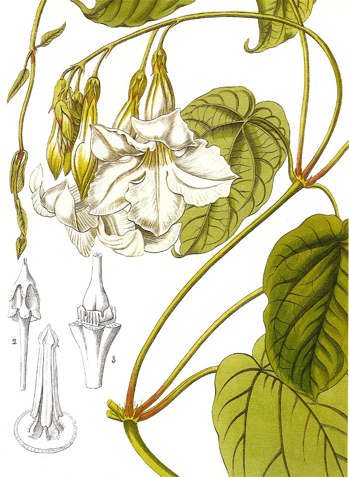 Mandevilla suaveolens RHS