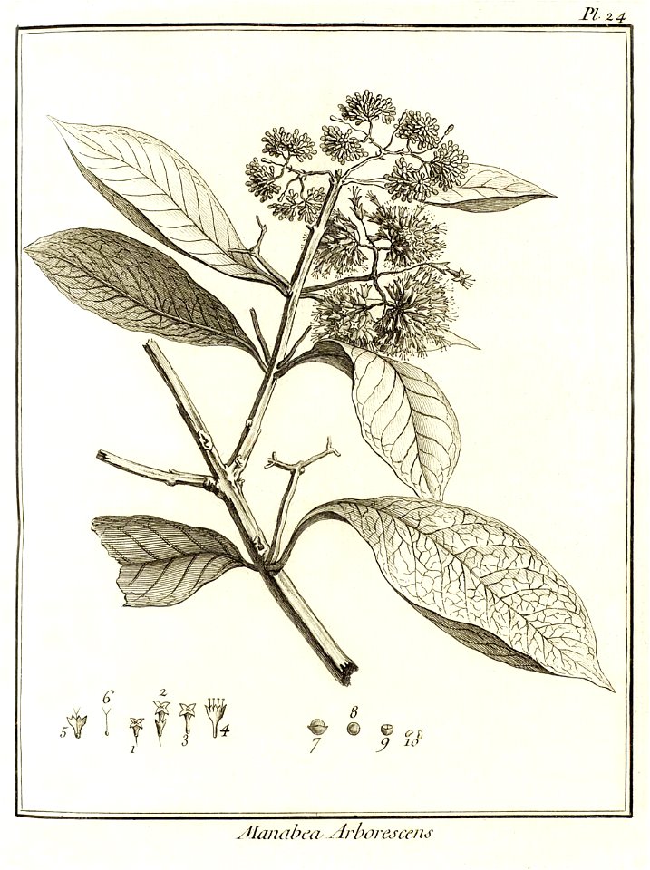 Manabea arborescens Aublet 1775 pl 24