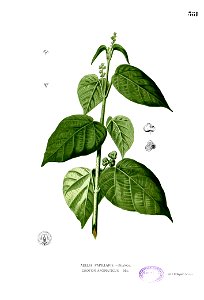 Mallotus tiliifolius Blanco2.381