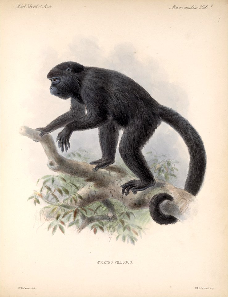 Mammalia