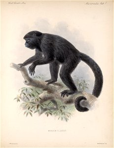 Mammalia
