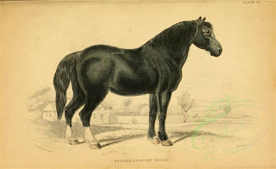 Mammals-00011 ENGLISH DRAUGHT HORSE (23528192275)