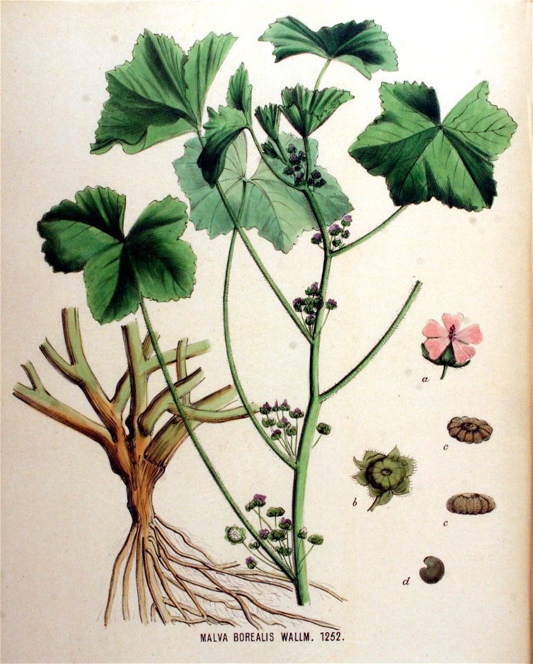 Malva borealis — Flora Batava — Volume v16