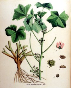Malva borealis — Flora Batava — Volume v16