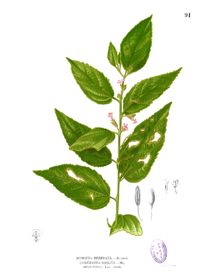Malvaceae sp Blanco1.91