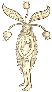 Mandragora femina Hortus 1491a
