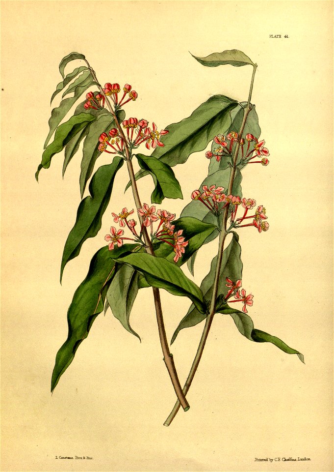 Malpighia glabra Paxton 041