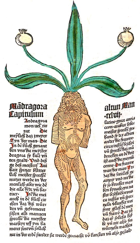 Mandragora Mann