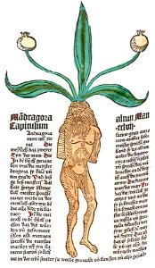 Mandragora Mann