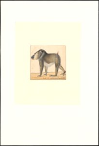 Mandrillus leucophaeus - 1788-1863 - Print - Iconographia Zoologica - Special Collections University of Amsterdam - UBA01 IZA1000792