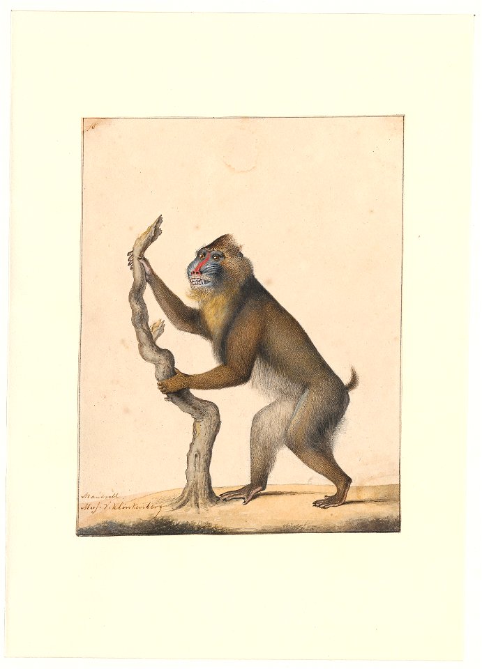 Mandrillus sphinx - 1788-1863 - Print - Iconographia Zoologica - Special Collections University of Amsterdam - UBA01 IZA1000532
