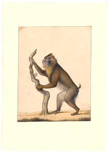 Mandrillus sphinx - 1788-1863 - Print - Iconographia Zoologica - Special Collections University of Amsterdam - UBA01 IZA1000532