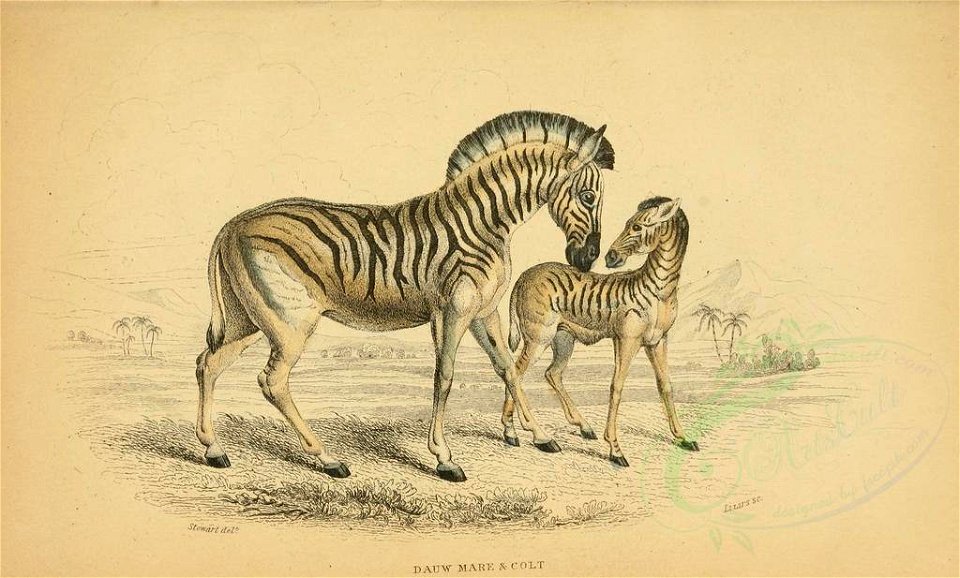 Mammals-00007 DAUN MARE & COLT (23160220999)