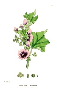Malva arborea - English botany, or, Coloured figures of British plants - vol. 2 - t. 279 - clean 01