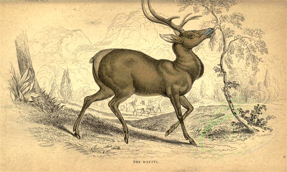 Mammals-02996 Wapiti (23232446800)