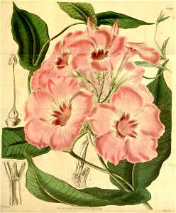 Mandevilla splendens