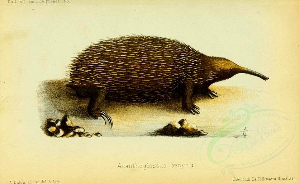 Mammals-02998 acanthoglossus bruynii (L) (22901097713)