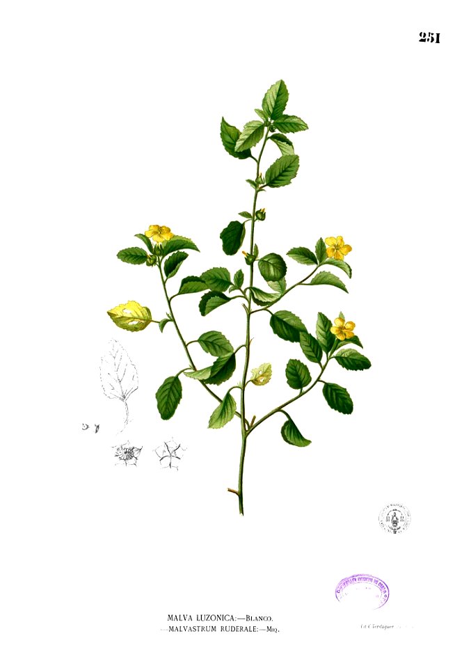 Malvastrum coromandelianum Blanco2.251