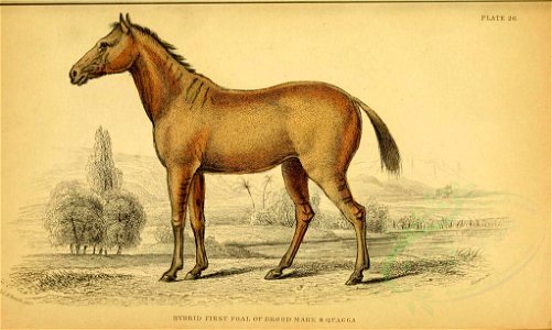 Mammals-00016 HYBRID FIRST FOAL OF BROOD MARE & QUAGGA(22901096543)