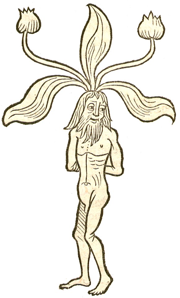 Mandragora vir Hortus 1491a
