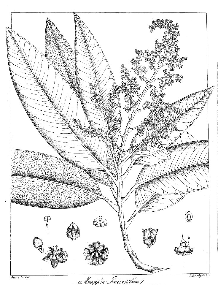 Mangifera indica Govindoo