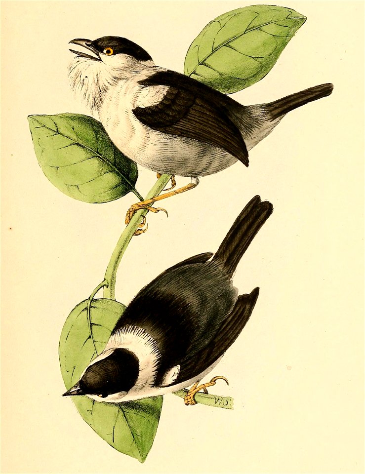 Manacus manacus 1841