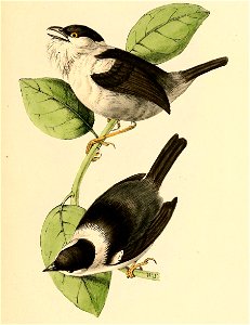 Manacus manacus 1841