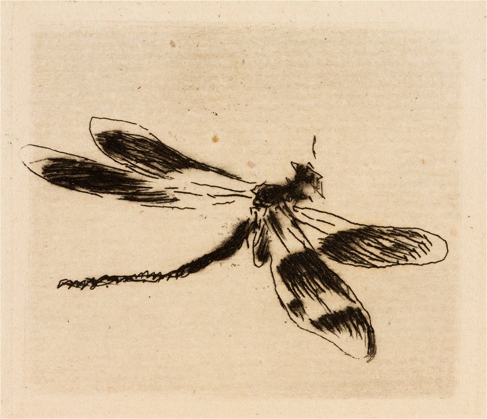 Manet - Dragonfly, plate 1 from Le Fleuve, 1985.59.2