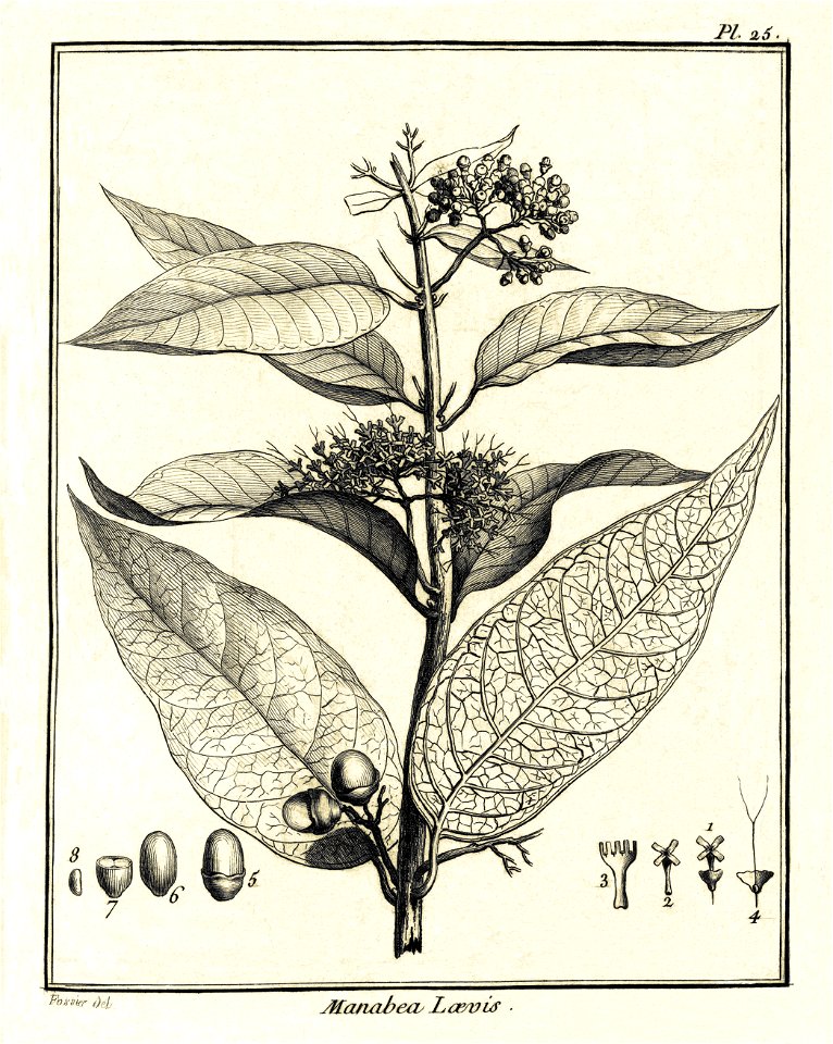 Manabea lævis Aublet 1775 pl 25