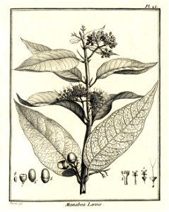 Manabea lævis Aublet 1775 pl 25