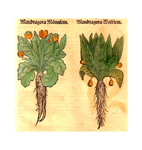 Mandragora Bock