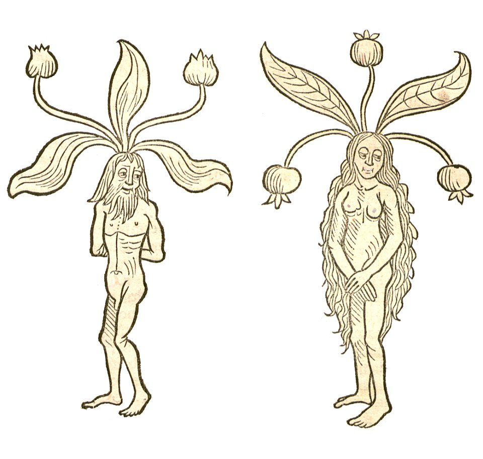 Mandragora Hortus 1491a