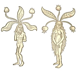 Mandragora Hortus 1491a