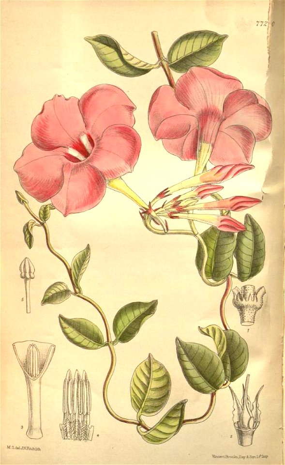 Mandevilla eximia