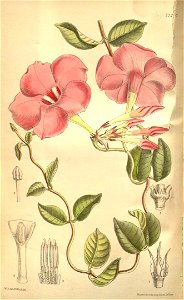 Mandevilla eximia. Free illustration for personal and commercial use.
