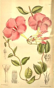 Mandevilla eximia
