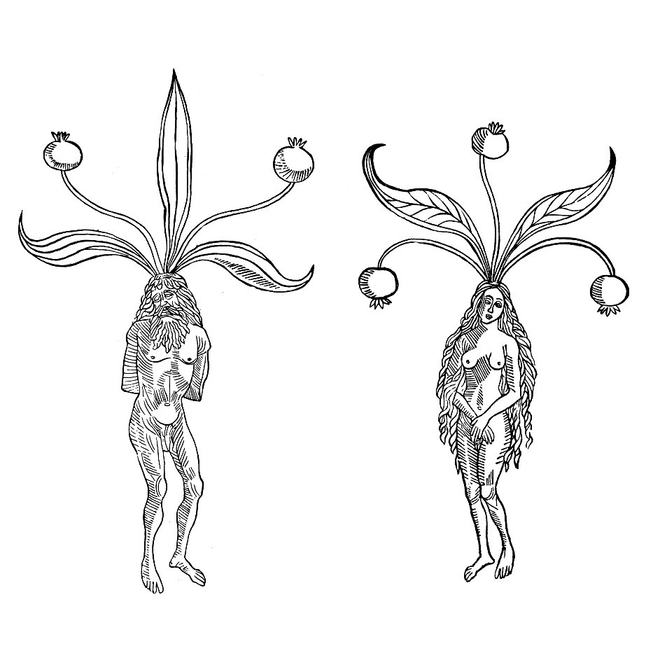 Mandragora Gart