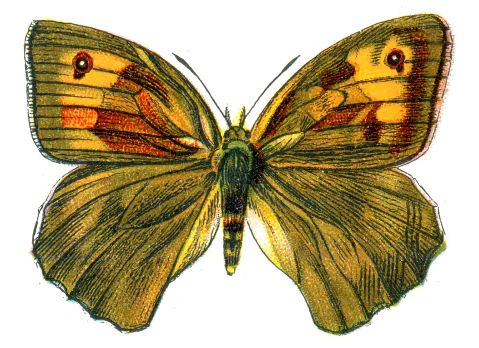 Maniola jurtina Nemos