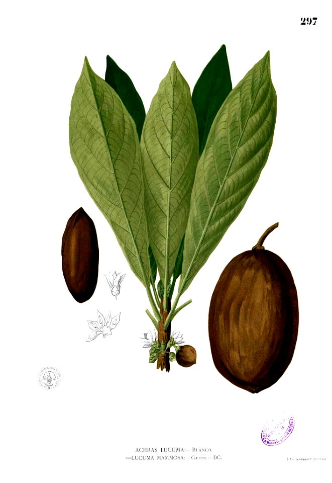 Manilkara zapota Blanco2.297