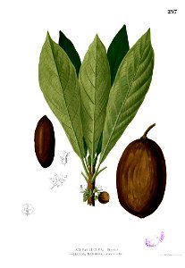 Manilkara zapota Blanco2.297