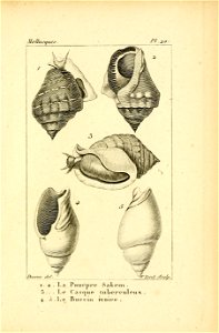 Manuel de l'histoire naturelle des mollusques Plate 20